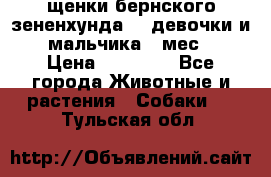 щенки бернского зененхунда. 2 девочки и 2 мальчика(2 мес.) › Цена ­ 22 000 - Все города Животные и растения » Собаки   . Тульская обл.